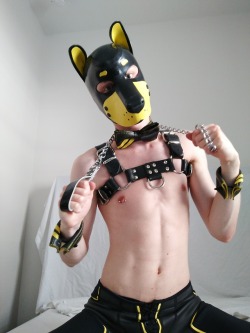 pup-rolo:  Rolo is ready for the puppy prom, but who’s Gunna