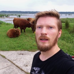 grunnotter:  Cows on my way while biking this morning 