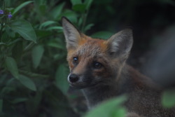 buron:  Mr Fox (3) ©buron - august ‘13 