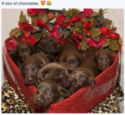 itsbabyanimals:  cutest posts imaginable!