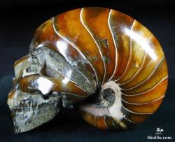 sixpenceee:    You are looking at an Ammonite Fossil skull. In