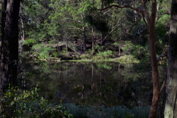 vanpeltfoto: Lake Parramatta. Where I swam the other day. (Photo: