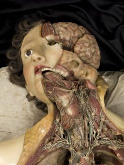 Morbid Anatomy: Care and Conservation of Early 19th Century Wax