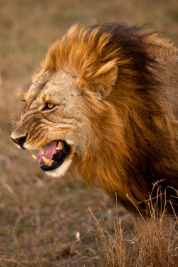 beautiful-wildlife:  African Lion by catman-suha