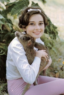 coolkidsofhistory:  Audrey Hepburn with her pet deer Pippen,