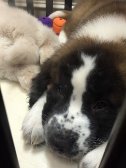 awwww-cute:  I met this puppy at Furry Babies and I love him