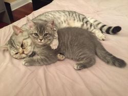 tea-orchid:  make-em-purrrrrr:  babyanimalgifs: cats cuddling