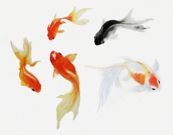 canvaspaintings:  Goldfish Art, Watercolor Goldfish Painting,