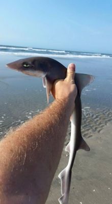 This is the most unimpressed shark I’ve ever seen…