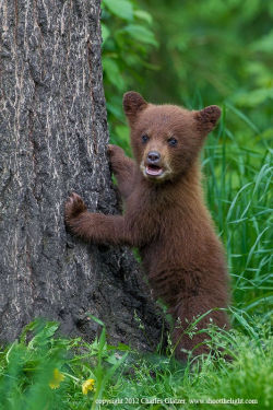 bears–bears–bears:  Black bear spring cub (cinnamon