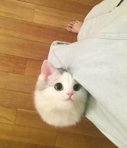 dawwwwfactory:  Sometimes I see a cute cat and I lose it on how
