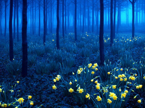 A day of blue and gold