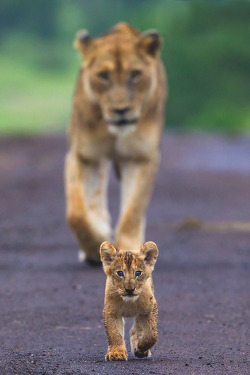 peace-be-dreams:  you can almost feel the eyes of the cub dripping