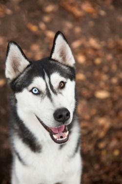 wavemotions:Happy Husky | Mel Miles