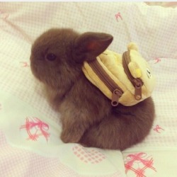 peachfruits:  summersinthesky:  WHY IS THIS BUNNY WEARING A BACKPACK?