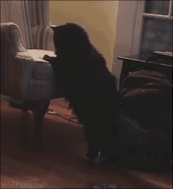 tastefullyoffensive:  This is my life meow. [video]