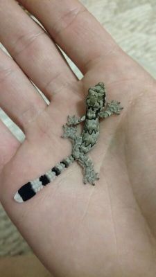 varanusindicus:  I finally managed to get some more Flying Geckos!