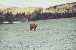 ecouter-bien:  abixgail:  wefotographie:  Scotland, January 2003.