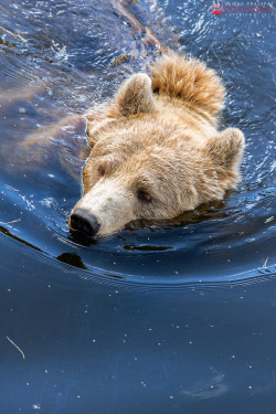 magicalnaturetour:  Swimming. by Ravenith 