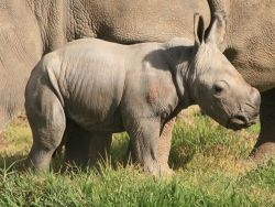 theanimalblog:  White Rhino Calf