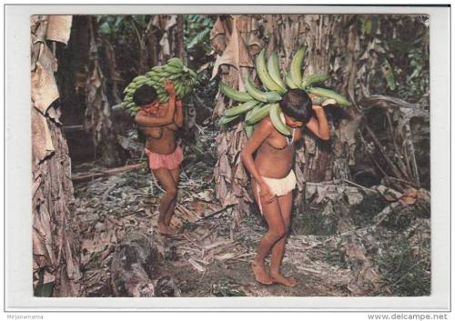 Venezuelan women collecting bananas.