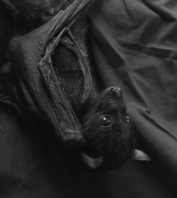 blackoutraven:  Goth Bats 