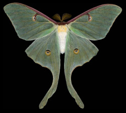 thefairymushrooms:  ex0skeletal:  Winged Tapestries: Moths at