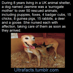 ultrafacts:    (Fact Source) for more facts, follow Ultrafacts