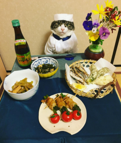 archiemcphee: Caturday + Cosplay = meal time with Maro! Maro