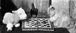 A lamb and a cat playing draughts, watched over by a bantam,