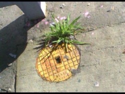 redditfront:  Who lives in a pineapple under the street? - via