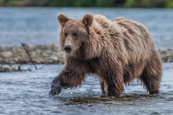 bears–bears–bears:  Wild & Free by Debbie Tubridy