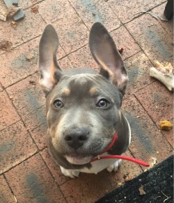 awwww-cute:  I’m all ears dad (Source: http://ift.tt/1LmThYZ)