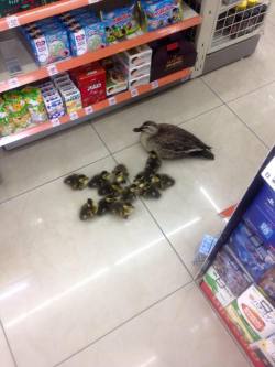 bullied:  Mother duck: “I’m only buying one box so you all