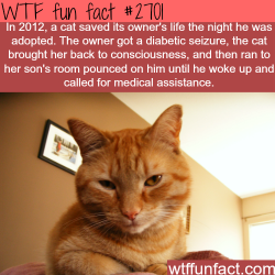 wtf-fun-factss:  Cat saves it’s owners life - WTF fun facts