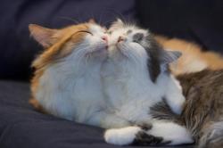 de-lila-a-medio-dia:  Cats in love.   ♥   