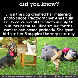 blackgirlsrpretty2:  did-you-kno:  Lilica the dog crushed her
