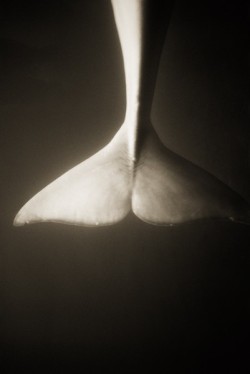 Henry Horenstein. Beluga whale tail