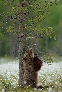 magicalnaturetour:  Marko Koenig 