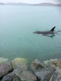 sevenseasoffreedom:  im-your-turbo-lover:  Here are some pics of an orca swimming around Porirua this afternoon!  These were taken at Karehana Bay in Plimmerton, but they were also spotted visiting Titahi Bay as well. Credit: Jane Mather, Kapi-Mana News