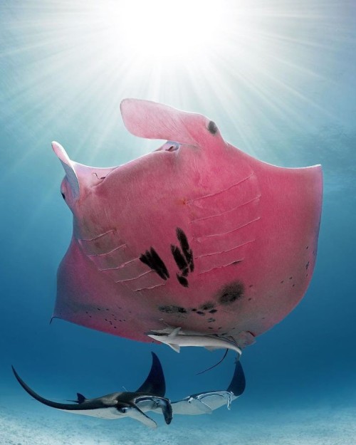 oceaniatropics:  Pink Manta Ray, Great Barrier Reef, Queensland,
