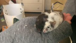 roachpatrol: awwww-cute:  Girlfriend’s mice tangle their tails