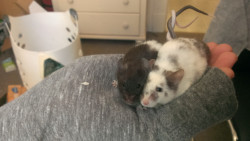 babygoatsandfriends:  Girlfriend’s mice tangle their tails