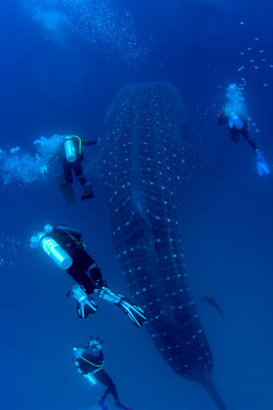 thelovelyseas:  whale shark divers darwin island galapagos by