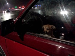 Also saw this really cute puppy in a red pickup. It wasn’t