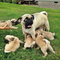 lucid-dancing:  the face of parenthood   When pugs attack no