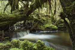 haleycrozier:  The Secret Garden Creek, Prince Rupert, BC This