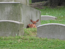 g63heavenonearth:Allegheny Cemetery 61014-19