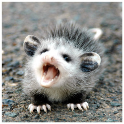 possumoftheday:Today’s Possum of the Day has been brought to