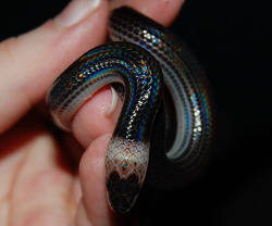 ouroboner:   baby Sunbeam Snake 